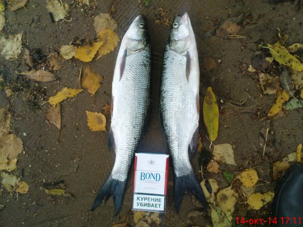 14 2014, ,,  575 ,2 ,   290..jpg